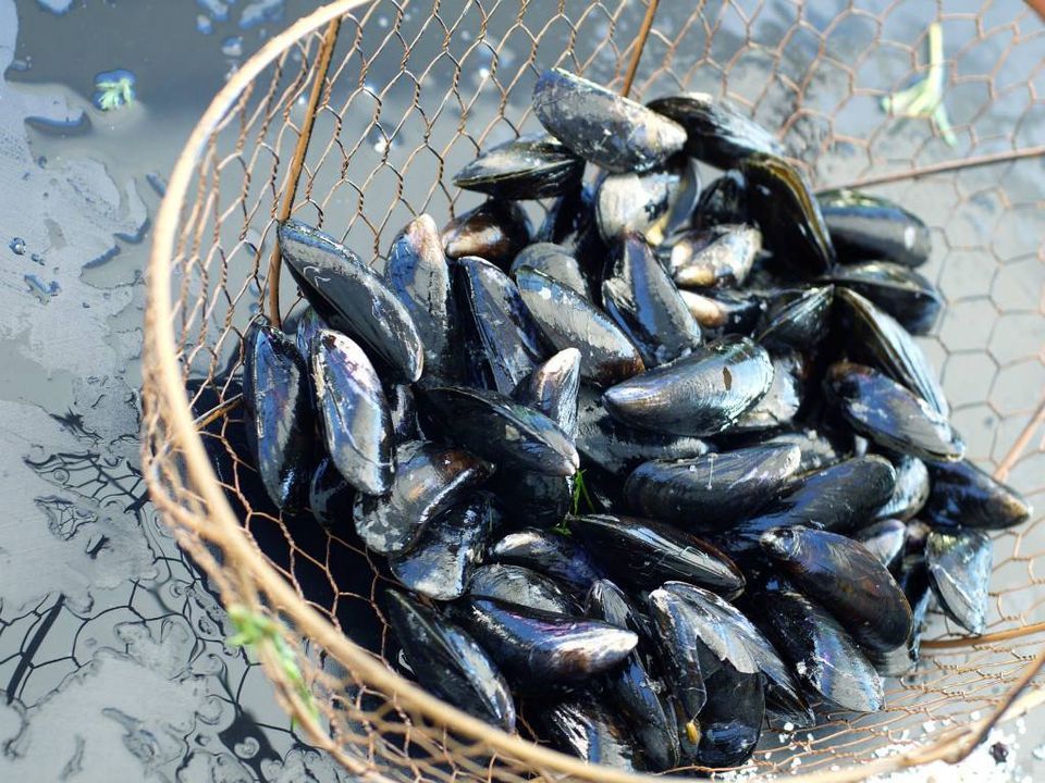 Les premières moules de Bouchot